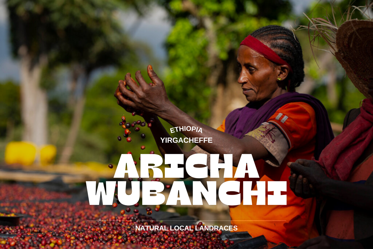 Ethiopia - Aricha Wubanchi 250g
