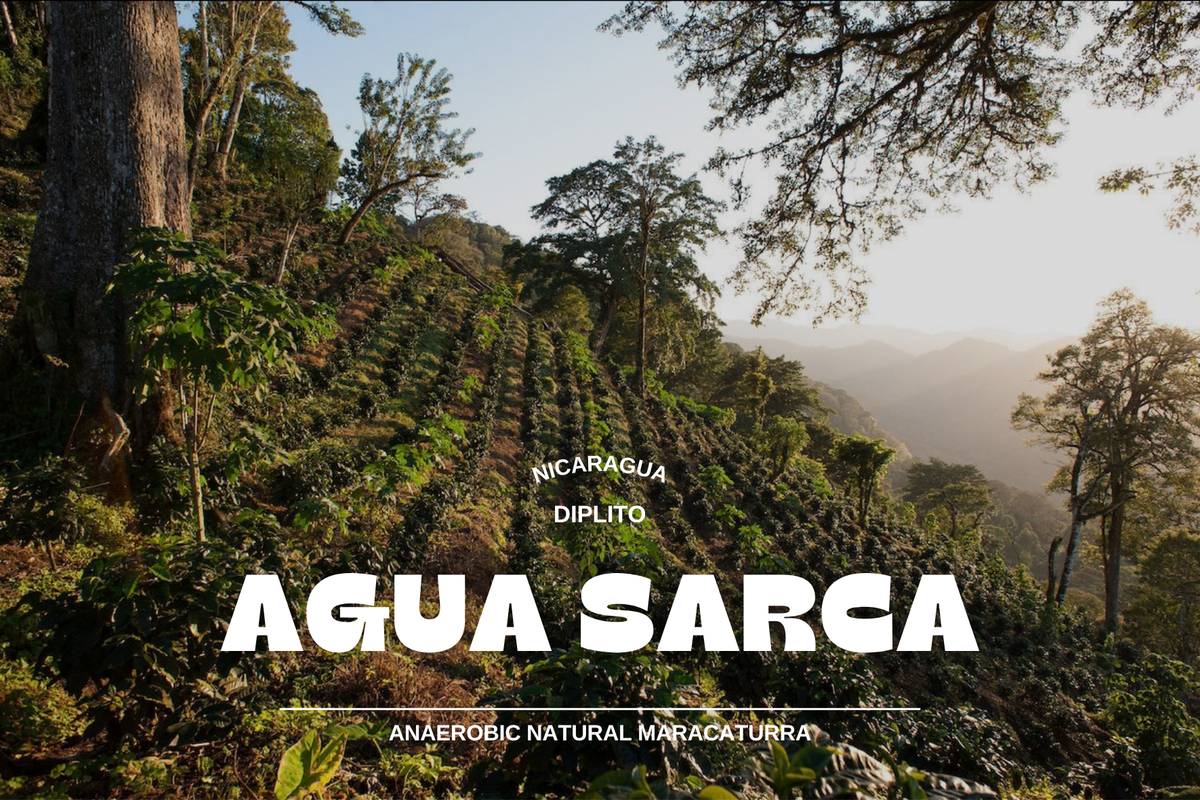 Nicaragua - Agua Sarca 250g