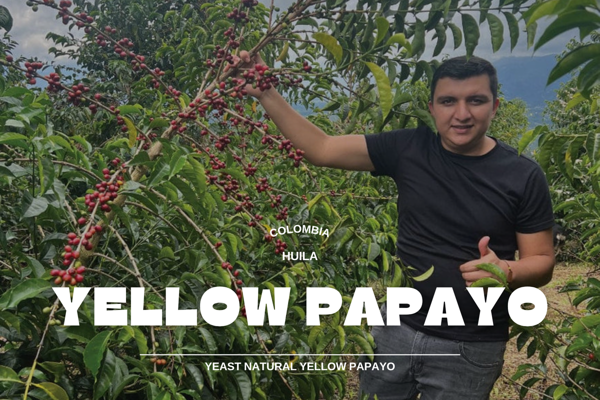Colombia - Yellow Papayo El Diviso 250g